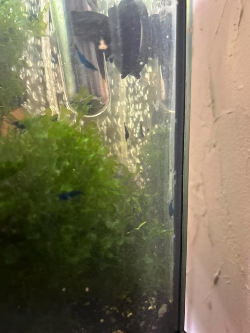 Blauwe garnalen, Dieren en Toebehoren, Vissen | Aquariumvissen, Kreeft, Krab of Garnaal