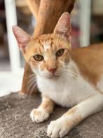 Puss knuffel kater 2 jaar, Dieren en Toebehoren, Katten en Kittens | Overige Katten, Kater, Kortharig, 0 tot 2 jaar