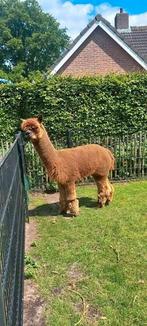Alpaca hengst te koop, Dieren en Toebehoren, Overige Dieren, Mannelijk, Voor 1 juli 2024