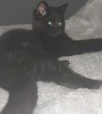 Kittens, Dieren en Toebehoren, Ophalen, Nieuw