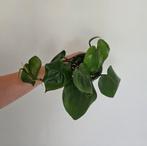 Philodendron Scandens Heart Leaf 3, Huis en Inrichting, Kamerplanten, Ophalen of Verzenden, Minder dan 100 cm