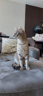 Kater Chak | gecastreerd, gechipt en ingeënt (+pasport), Dieren en Toebehoren, Katten en Kittens | Raskatten | Korthaar, Kater