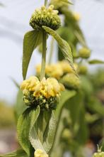 Brandkruid, Ophalen of Verzenden, Zomer, Vaste plant, Volle zon