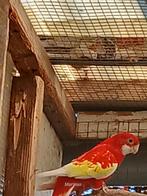 mutatie,s rosella, Meerdere dieren, Parkiet, Geringd