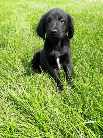 Leuke kruising pups: Border Collie x Friese Stabij beschikbaar voor biedingen