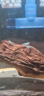 Blue Jelly Garnalen – Neocaridina, Vis