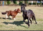 Grondwerk lessen aangeboden met 2 super lieve pony’s, Dieren en Toebehoren, Ophalen of Verzenden