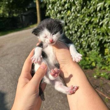 3 super lieve kittens te koop beschikbaar voor biedingen