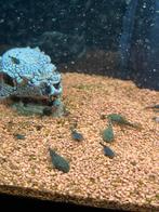 Algeneters borstelneuzen longfin/shortfin, Dieren en Toebehoren, Vis