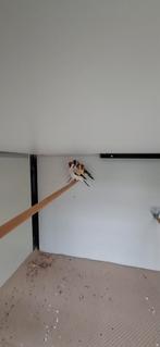 Mayor putter mannen Eumo, Dieren en Toebehoren, Vogels | Overige Vogels, Mannelijk, Wildzangvogel, Geringd