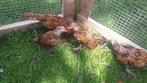 Sabelpootkrielkuikens, Dieren en Toebehoren, Pluimvee, Meerdere dieren, Kip