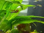 Endler guppies, Vis, Zoetwatervis, Schoolvis