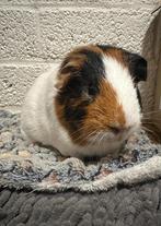Schattige cavia, Dieren en Toebehoren, Knaagdieren en Konijnen | Hokken en Kooien, Ophalen, Kooi, Zo goed als nieuw, 90 cm of meer