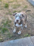 🐾Bully XL pup & lilac merle🐾, Dieren en Toebehoren, Honden | Bulldogs, Pinschers en Molossers, 8 tot 15 weken, Meerdere, Nederland