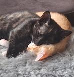 Broer en zus zoeken samen een nieuw huisje, Dieren en Toebehoren, Katten en Kittens | Overige Katten, Poes, Kortharig, 0 tot 2 jaar
