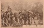 ZEEBRA ZEEBRA,S BEGIN 1900 ZEER MOOIE OUDE KAART KH916, Ophalen of Verzenden, 1920 tot 1940, Ongelopen, Overige thema's
