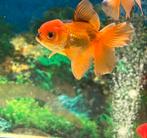 Te koop 2 grote Oranda’s, Dieren en Toebehoren, Vissen | Aquariumvissen, Vis