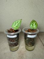 Anthurium silver blush, Ophalen of Verzenden, Halfschaduw, Minder dan 100 cm