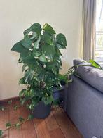 Drakenklimop Epipremnum aureum stekje van 1 meter, Ophalen, Halfschaduw, 100 tot 150 cm