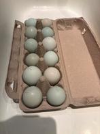 Broedeieren, Dieren en Toebehoren, Pluimvee, Geslacht onbekend, Kip