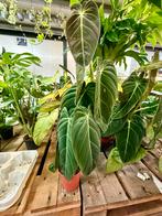 Philodendron Melanochrysum - P12, Huis en Inrichting, Kamerplanten, Ophalen of Verzenden, Halfschaduw, Minder dan 100 cm