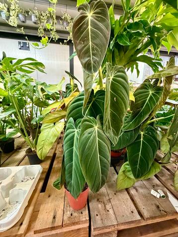 Philodendron Melanochrysum - P12 beschikbaar voor biedingen