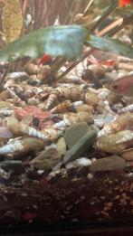 Torenslakken, Dieren en Toebehoren, Slak of Weekdier