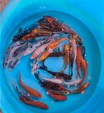 Mix Koi - Koi karper 20 / 30 cm bij Koidreams in Valburg, Dieren en Toebehoren, Vissen | Vijvervissen, Karper of Koi