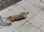 Lieve kater van half jaar, Kater, Kortharig, 0 tot 2 jaar