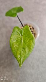 Alocasia Macrorrhiza Black Stem Variegata - diverse maten, Ophalen of Verzenden, Overige soorten, Minder dan 100 cm