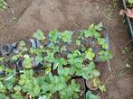 Aardbeiplantjes, Ophalen, Overige soorten, Volle zon