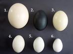 Uitgeblazen eieren - Struisvogel, Emoe, Nandoe, Zwaan, Gans, Nieuw, Ophalen