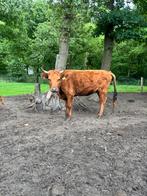 Drachtige dexter stamboek koe, Dieren en Toebehoren, Vrouwelijk