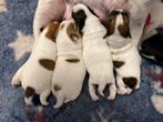Leuke Jack Russel x kooiker hondje kruising te koop, Dieren en Toebehoren, Honden | Niet-rashonden, 8 tot 15 weken, Meerdere, Meerdere dieren
