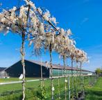 Witte regen Wisteria sinensis ‘Alba’ 🌿❗️dakboom️❗️, Eén persoon