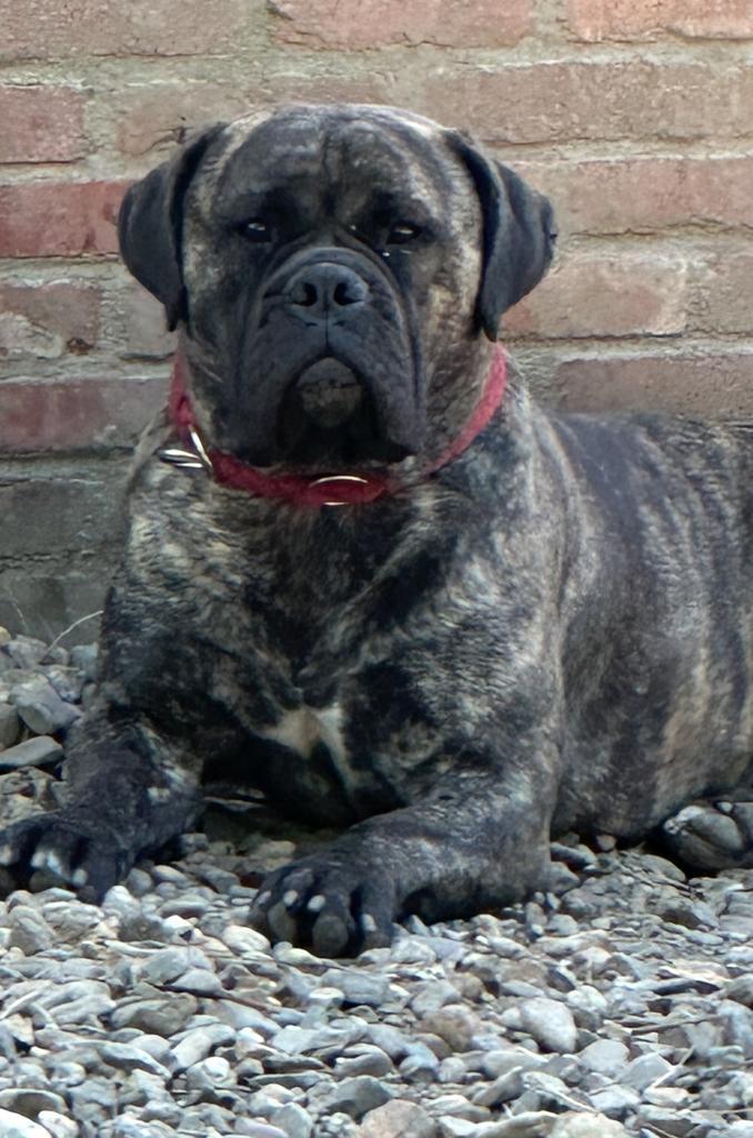 Gezocht 5 sterren huisje voor 3 jaar oud Bullmastiff teefje., Dieren en Toebehoren, Honden | Bulldogs, Pinschers en Molossers