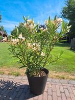 Oleander 150 cm hoog kleur licht oranje, Tuin en Terras, Ophalen, Zomer, Overige soorten, Volle zon