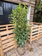 Prunus Genolia haagplanten 150-175 cm, Ophalen of Verzenden, Laurier, Haag, 100 tot 250 cm