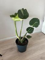 Monstera thai constellation, Ophalen, Overige soorten, Minder dan 100 cm