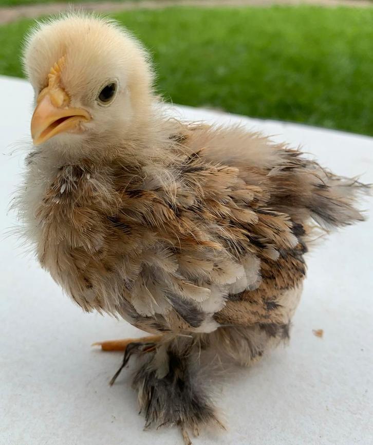 Cochin - kriel kuikens - hennetjes, Dieren en Toebehoren, Pluimvee, Kip, Vrouwelijk