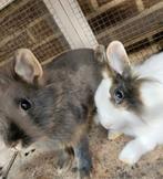 2 dwergkonijn voedsters, Vrouwelijk, Dwerg, 0 tot 2 jaar