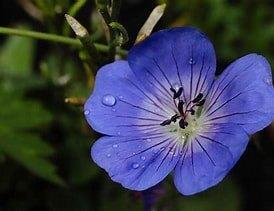 Geranium Rozanne in 2 liter pot, Tuin en Terras, Planten | Tuinplanten, Overige soorten, Halfschaduw, Ophalen