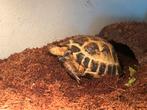 Russische Vierteen landschilpad., Dieren en Toebehoren, Schildpad, Met terrarium, 3 tot 6 jaar