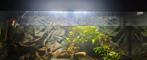 Aquarium met planten (geen vissen) afmeting 120x41x 50, Dieren en Toebehoren, Vissen | Aquariumvissen, Overige typen