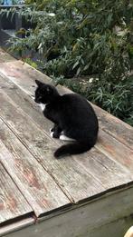 Lieve poes zoekt nieuw knus huisje., Dieren en Toebehoren, Katten en Kittens | Overige Katten, Poes, Kortharig, 0 tot 2 jaar