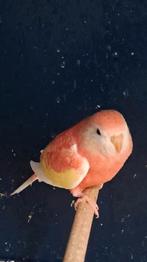 Koppel bourkes 2023 opaline man x  rubino pop, Dieren en Toebehoren, Vogels | Parkieten en Papegaaien, Meerdere dieren, Parkiet