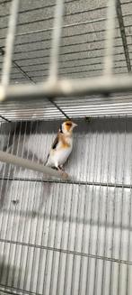 Majoor Putter man Bont komt uit egelhad van 23, Dieren en Toebehoren, Vogels | Overige Vogels, Mannelijk, Wildzangvogel