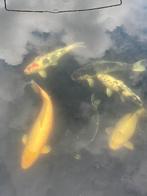 Diverse grote koi karper 50-75cm, Dieren en Toebehoren, Vissen | Vijvervissen, Karper of Koi