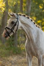 Toekomstige sport/kinderpony, Dieren en Toebehoren, Gechipt, Ruin, Dressuurpony, 3 tot 6 jaar