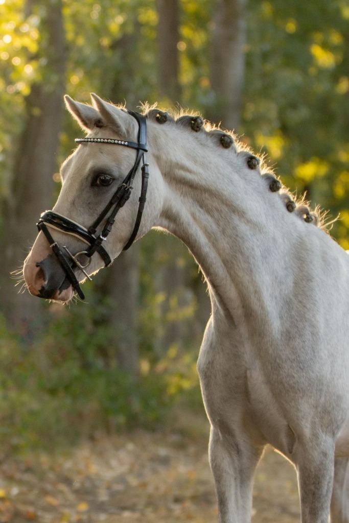 Toekomstige sport/kinderpony, Dieren en Toebehoren, Pony's, Ruin, Onbeleerd, B pony (1.17m tot 1.27m), Dressuurpony, 3 tot 6 jaar